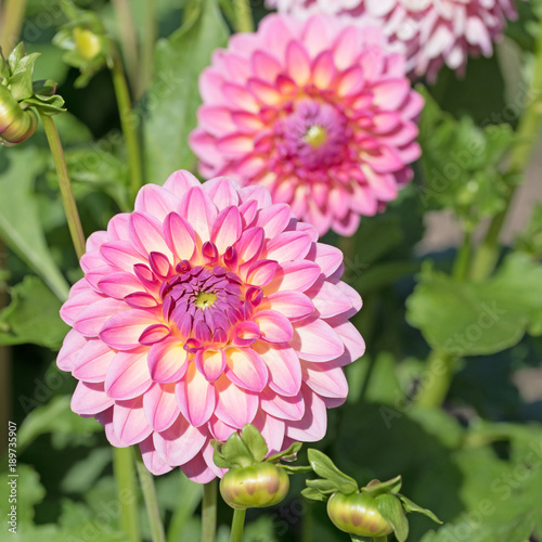 Fototapeta Naklejka Na Ścianę i Meble -  Dahlien, Dahlias