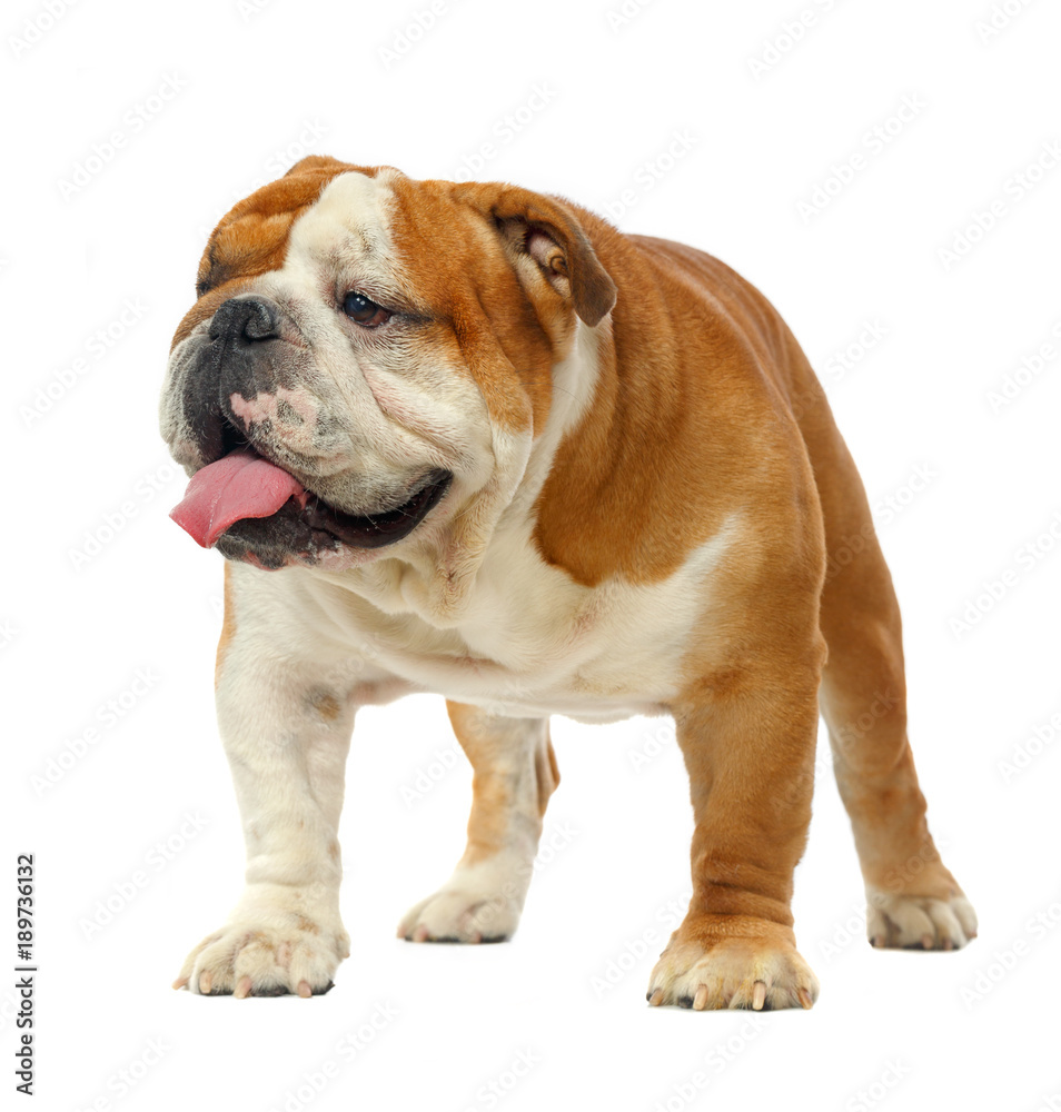 English bulldog isolated on a white background
