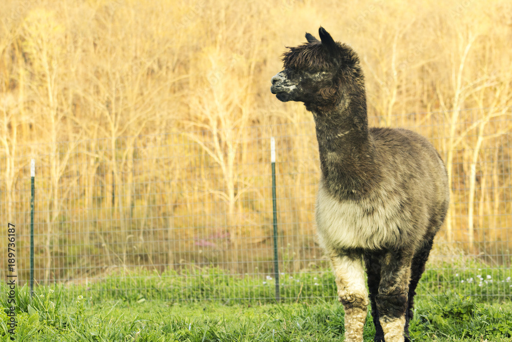 Fototapeta premium alpaca