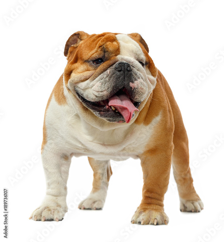 English bulldog isolated on a white background