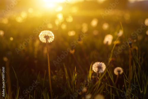 dandelions in the golden rays of the setting sun as nature background