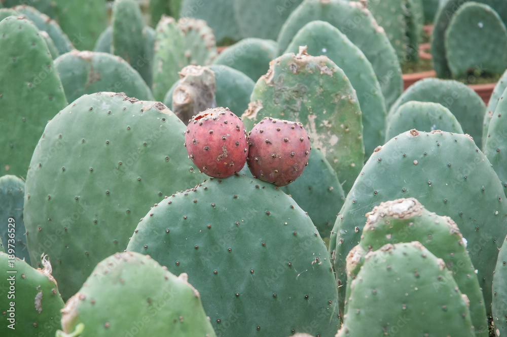 Plantas de chumbera (Opuntia ficus-indica) en un vivero. Es una especie de planta arbustiva del género Opuntia de la familia de las cactáceas. Plantas de chumbera (Opuntia ficus-indica) en un vivero. Es una especie de planta arbustiva del género Opuntia de la familia de las cactáceas.
