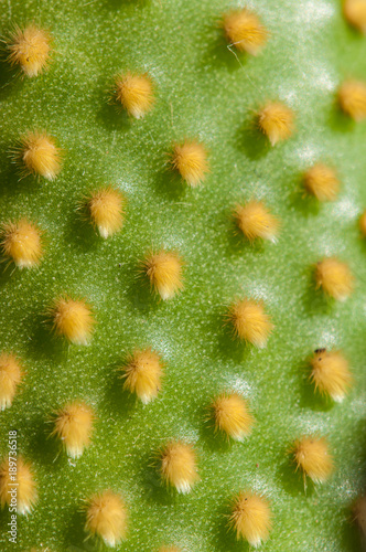 Areolas de Opuntia microdasys. Especie perteneciente a la familia Cactaceae, nativa de México central y septentrional.