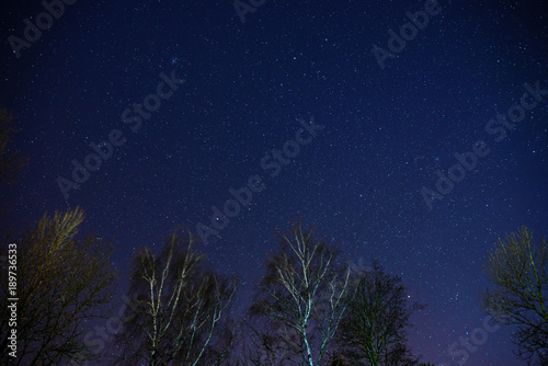 The Milky Way rises over the pine trees on a foreground