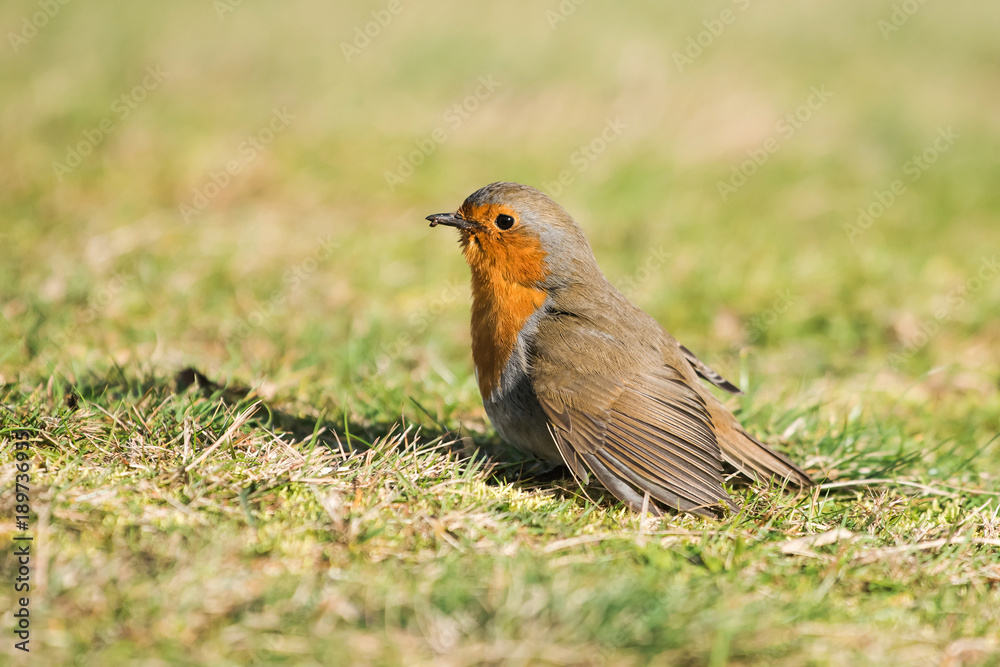 Obraz premium European Robin, Robin, Erithacus rubecula 