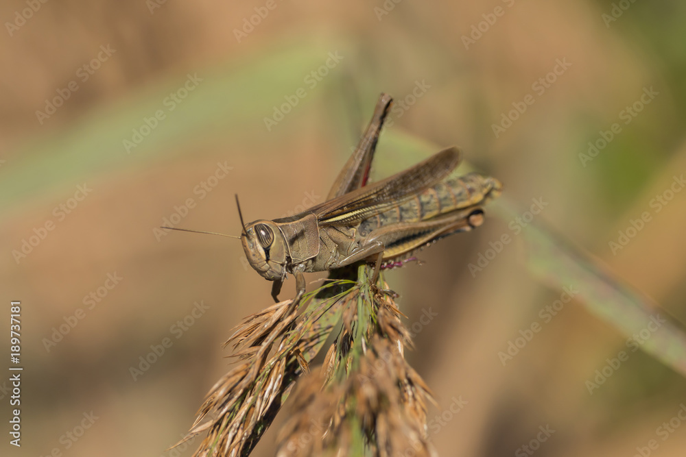 A grasshopper is sitting on a branch A grasshopper is sitting on a branch