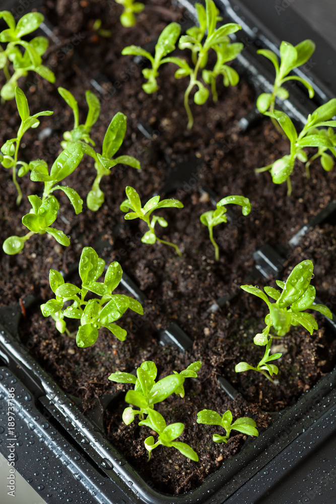 seedling plants growing in germination plastic tray seedling plants growing in germination plastic tray