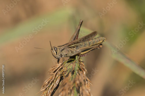 A grasshopper is sitting on a branch © sandradombrovsky