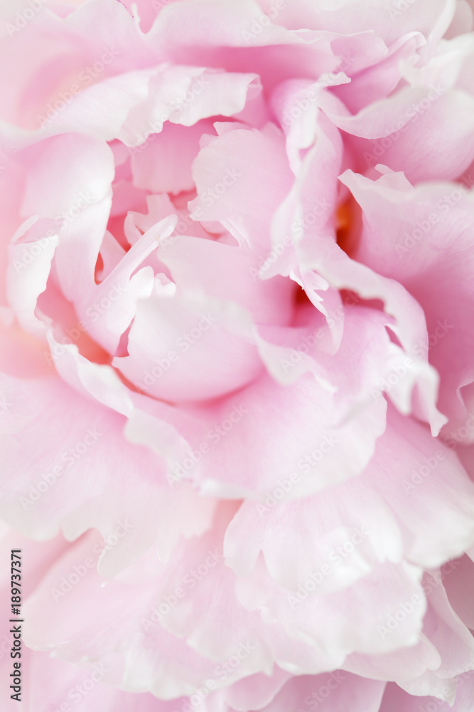 beautiful pink peony flower background beautiful pink peony flower background