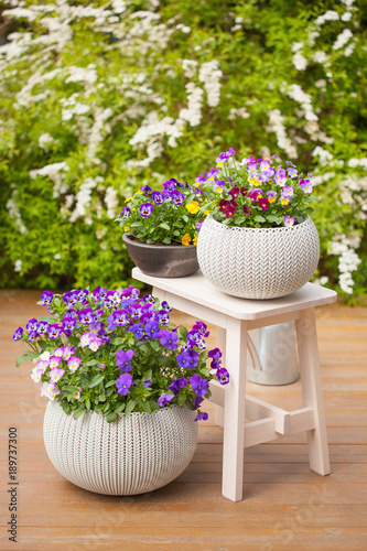beautiful pansy summer flowers in flowerpots in garden