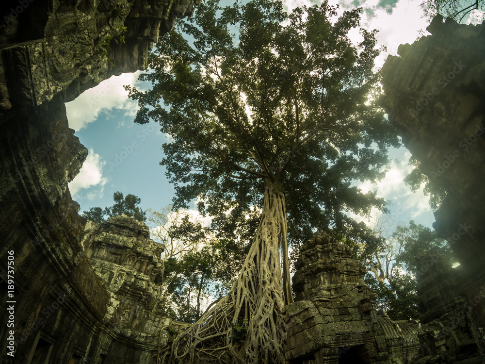 Giant anyan tree covering Ta Prom and Angkor Wat temple, Siem Reap, Cambodia Giant anyan tree covering Ta Prom and Angkor Wat temple, Siem Reap, Cambodia