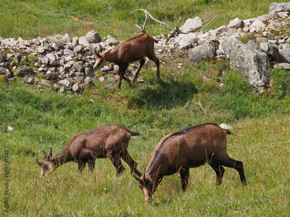 Chamois Chamois
