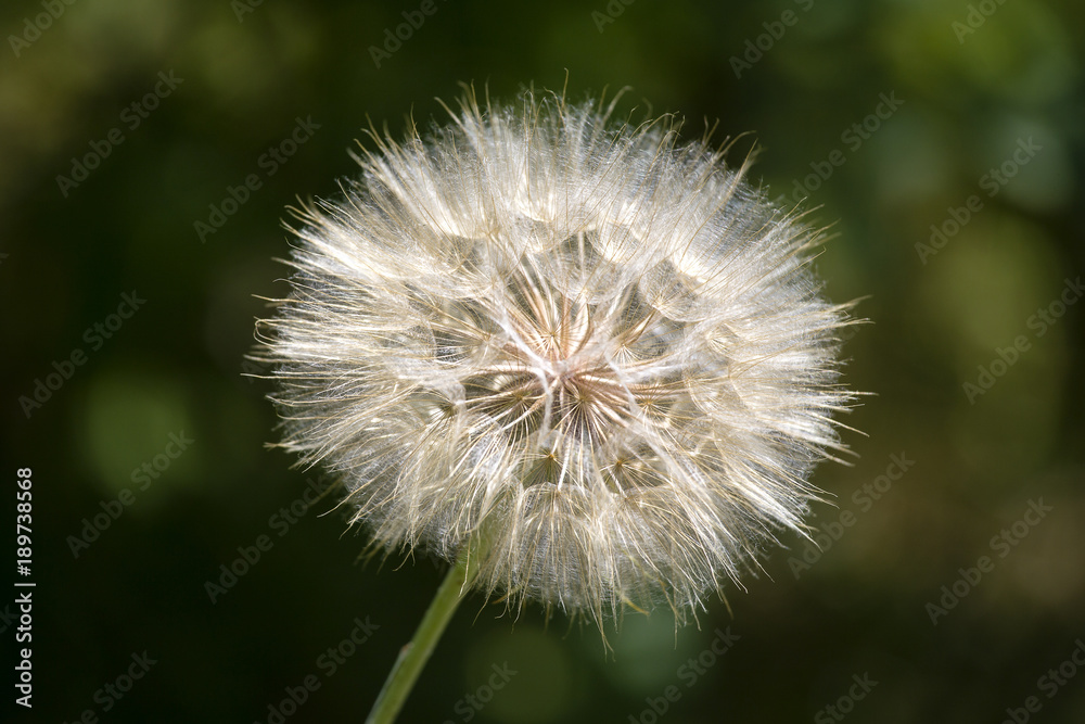 Dandelion fluff. Dandelion tranquil abstract close up art background Dandelion fluff. Dandelion tranquil abstract close up art background