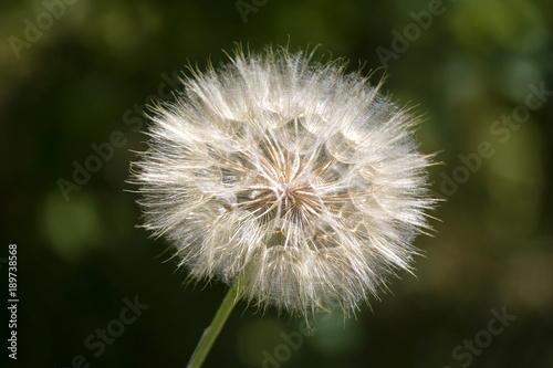Fototapeta Naklejka Na Ścianę i Meble -  Dandelion fluff. Dandelion tranquil abstract close up art background