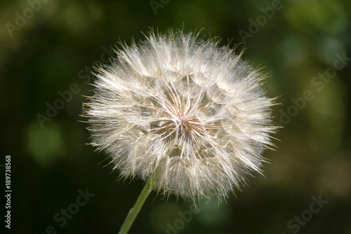 Dandelion fluff. Dandelion tranquil abstract close up art background