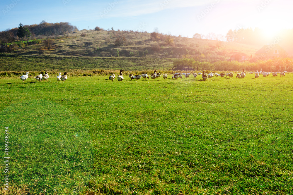 Fototapeta premium The herd of white adult geese grazing at the countryside on the