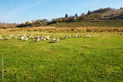 The herd of white adult geese grazing at the countryside on the © cezarksv