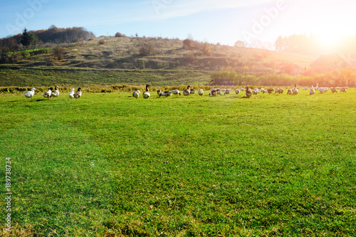 Fototapeta Naklejka Na Ścianę i Meble -  The herd of white adult geese grazing at the countryside on the