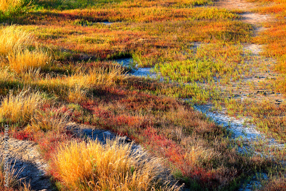 Grasses growing on white alkali soil, soft light of sunset Stock Photo