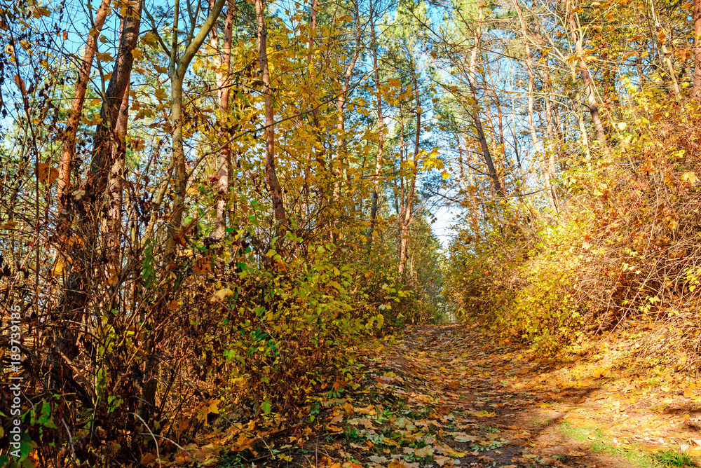 landscape of bright sunny autumn forest with orange foliage and trail landscape of bright sunny autumn forest with orange foliage and trail
