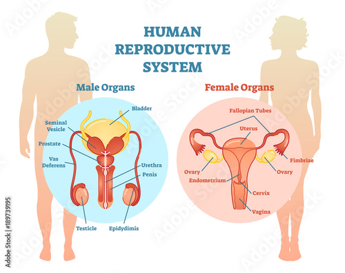 Human Reproductive System Vector Illustration Diagram, Male and Female.