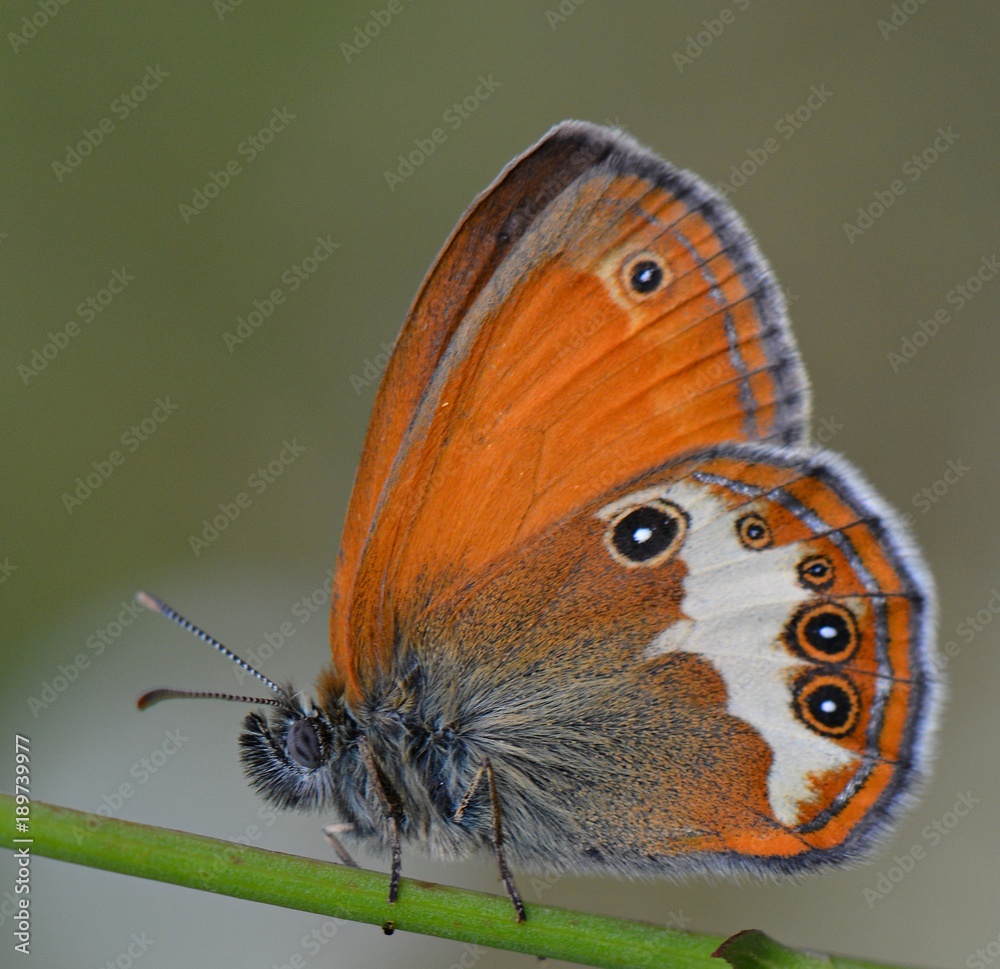 Obraz premium Beyaz Lekeli