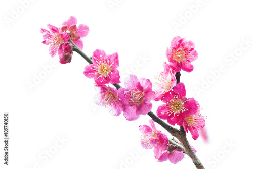 Foto Plum Blossom in early spring