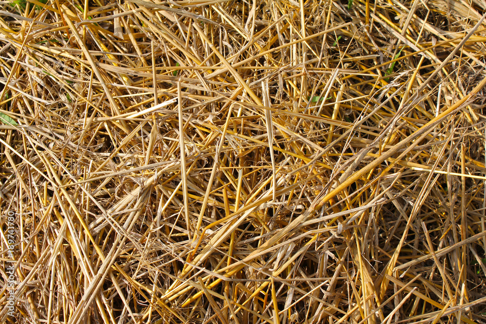 Straw, natural raw material for many applications, fodder, mulch, energy raw material