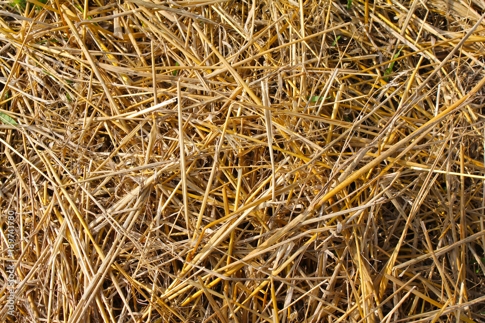 Straw, natural raw material for many applications, fodder, mulch, energy raw material Straw, natural raw material for many applications, fodder, mulch, energy raw material