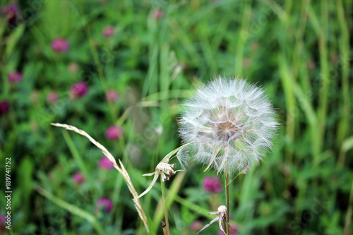 Fototapeta Naklejka Na Ścianę i Meble -  Dandelion blossom, turned into seeds.