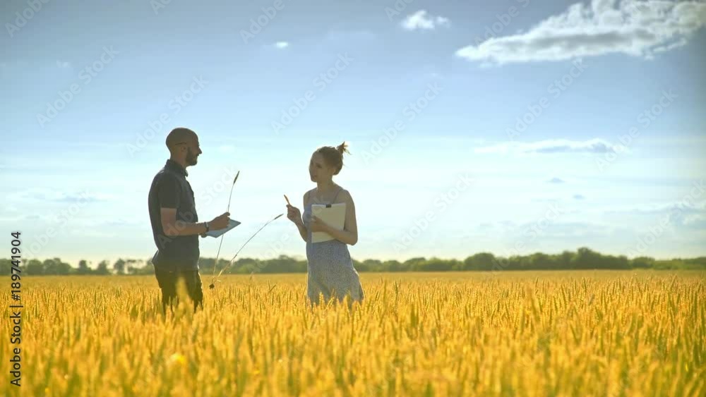 Male farmer and female agronomist analyzing wheat ears. Agriculture researchers working in wheat field. Agriculture engineering research Male farmer and female agronomist analyzing wheat ears. Agriculture researchers working in wheat field. Agriculture engineering research