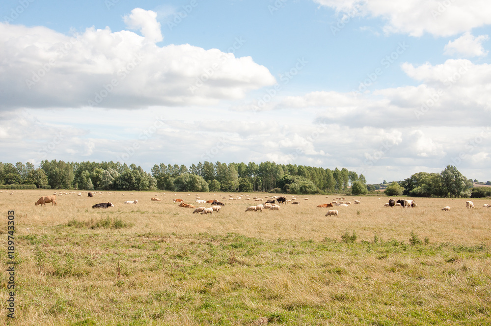 Countryside landscape in the United Kingdom.