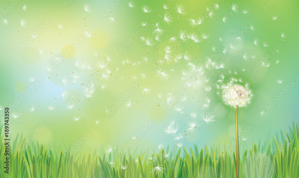 Fototapeta premium Wektorowy wiosny natury tło, dandelion na zielonym bokeh tle.