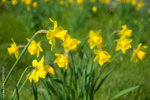 Springtime Daffodils in the British countryside. © Jenn's Photography 
