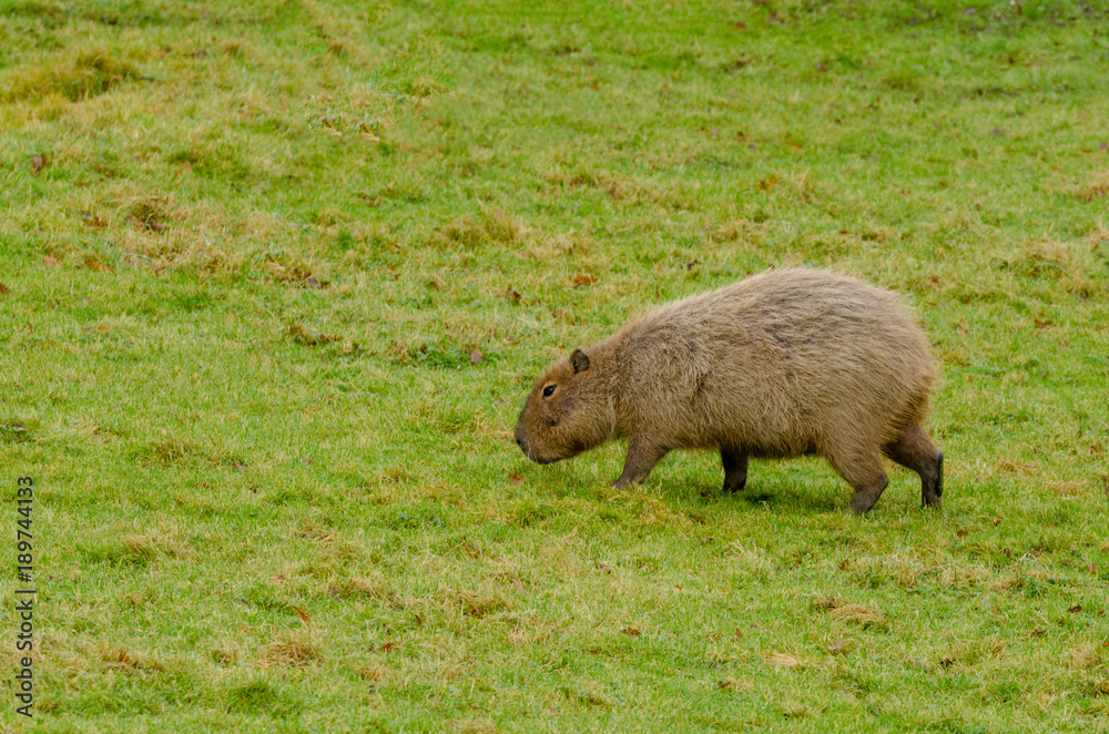 Capybara Capybara