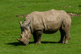 A White Rhino