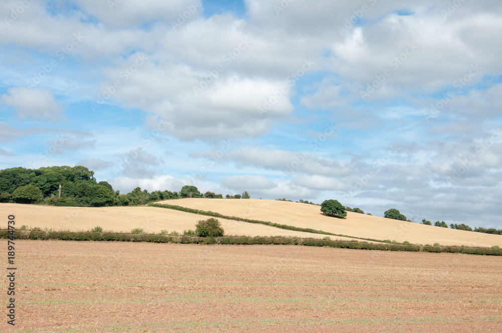 Obraz premium Summertime agricultural landscape