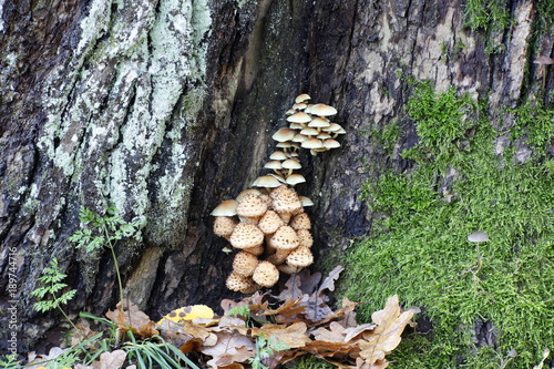 Shaggy scalycap, Pholiota squarrosa, and on top clustered woodlover, Hypholoma fasciculare, growing on avery old oak.