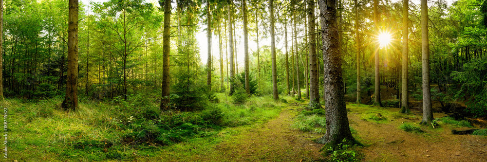 Beautiful forest with bright sun shining through the trees Beautiful forest with bright sun shining through the trees