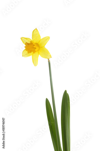 flower of narcissus tete a tete