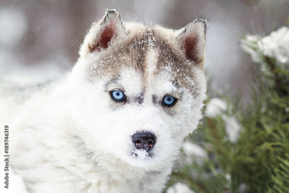 winter portrait of a cute blue-eyed husky puppy against a background of snowy nature in the forest
