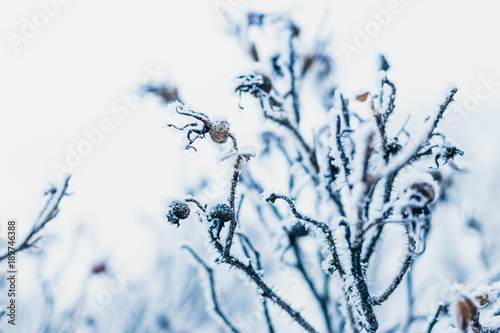 branch of a dogrose in the snow