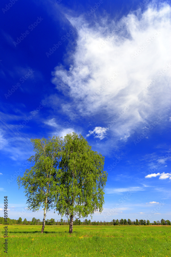 Obraz premium Panoramic view of wetlands and meadows with trees by the Biebrza river in Poland