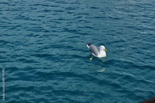 Amazng bird on th sea photo