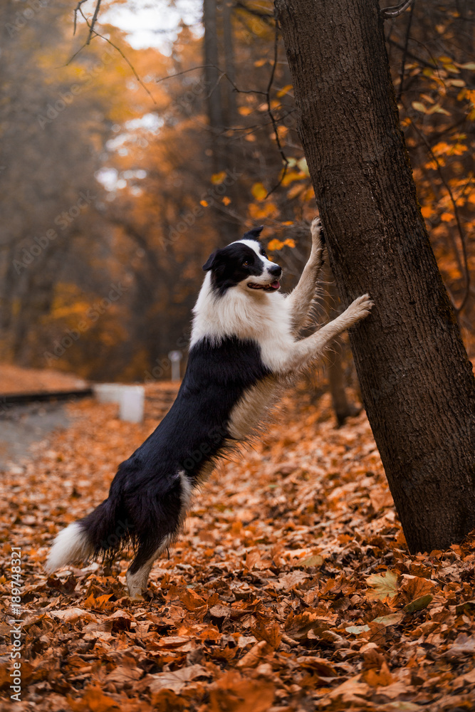 A dog breeds a border collie in a beautiful autumn forest A dog breeds a border collie in a beautiful autumn forest
