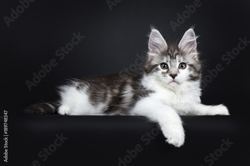 Black silver classic tabby white Maine Coon kitten / young cat laying side ways on black background with paw hanging over edge photo