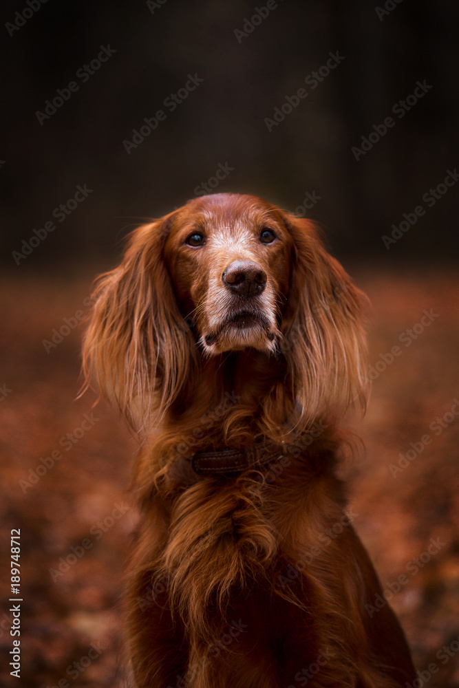 Beautiful dog, breed Irish setter in the autumn forest Beautiful dog, breed Irish setter in the autumn forest