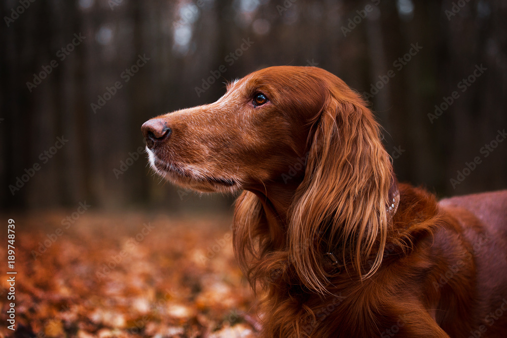 Beautiful dog, breed Irish setter in the autumn forest Beautiful dog, breed Irish setter in the autumn forest