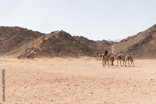 Back view of the young man who is driving on a camel in the desert near many camels
