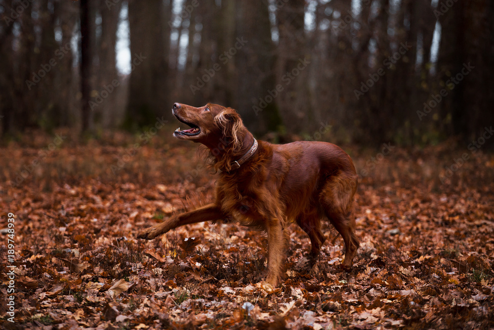 Beautiful dog, breed Irish setter in the autumn forest